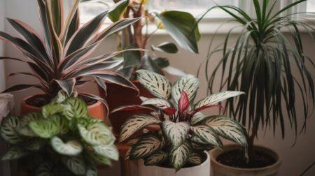 Plantes magiques : 4 espèces qui absorbent l’humidité et purifient l’air de votre maison Plantes magiques : 4 espèces qui absorbent l'humidité et purifient l'air de votre maison